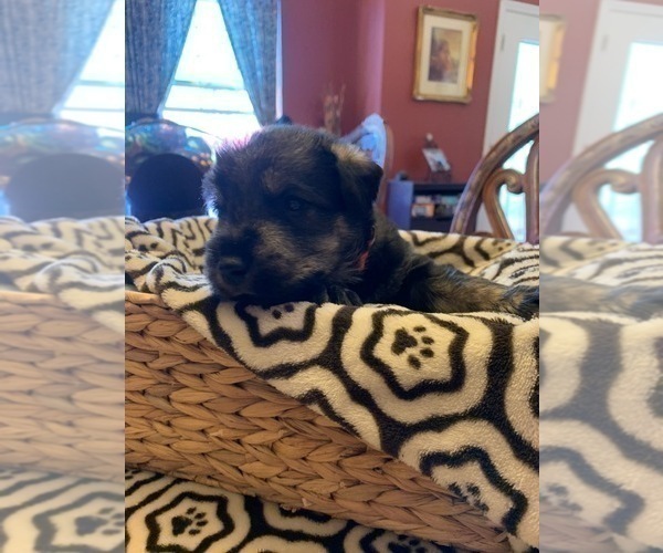 Medium Photo #9 Schnauzer (Giant) Puppy For Sale in SAINT CLOUD, FL, USA