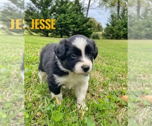 Medium Border Collie-Papillon Mix