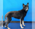 Small #1 German Shepherd Dog