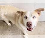 Small #1 Siberian Husky Mix