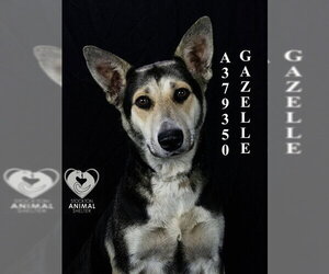 German Shepherd Dog Dogs for adoption in Stockton, CA, USA