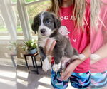 Small #2 American Pit Bull Terrier-Chihuahua Mix
