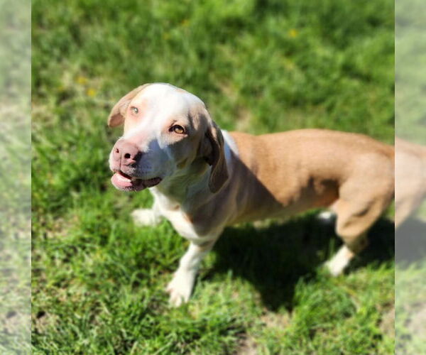 Medium Photo #5 Basset Hound-Unknown Mix Puppy For Sale in Brookville, OH, USA