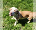 Small #4 Basset Hound Mix