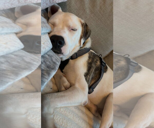 Medium Photo #4 Mutt Puppy For Sale in Plainfield, IL, USA