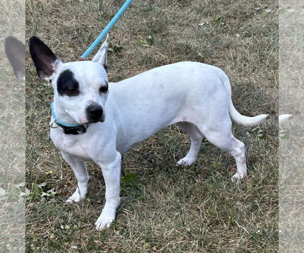 Medium Photo #2 French Bulldog-Rat Terrier Mix Puppy For Sale in Batavia, OH, USA