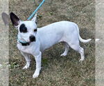 Small #1 French Bulldog-Rat Terrier Mix