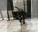 Small #1 Black Mouth Cur Mix