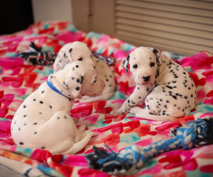 Dalmatian Puppy for sale in KATY, TX, USA