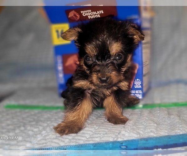 Medium Photo #249 Yorkshire Terrier Puppy For Sale in AKRON, OH, USA