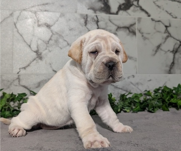 Medium Photo #4 Cocker-Pei Puppy For Sale in GOSHEN, IN, USA
