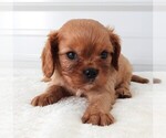 Small #1 Cavalier King Charles Spaniel