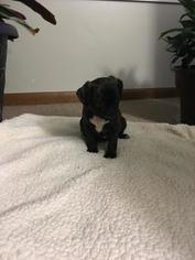 Puggle Puppy for sale in OXFORD, PA, USA
