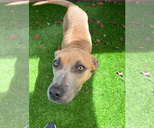 Mutt Dogs for adoption in Elmsford, NY, USA
