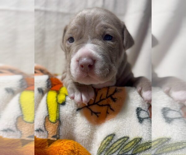 Medium Photo #1 American Pit Bull Terrier Puppy For Sale in Belleville, MI, USA