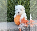 Small #3 Maltese