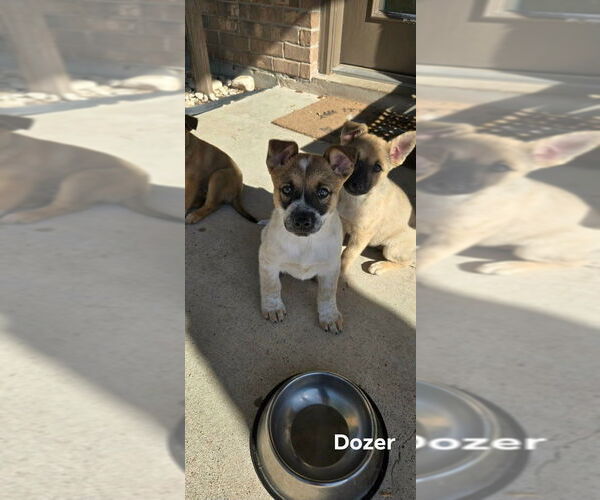 Medium Photo #2 Mutt Puppy For Sale in Brewster, NY, USA