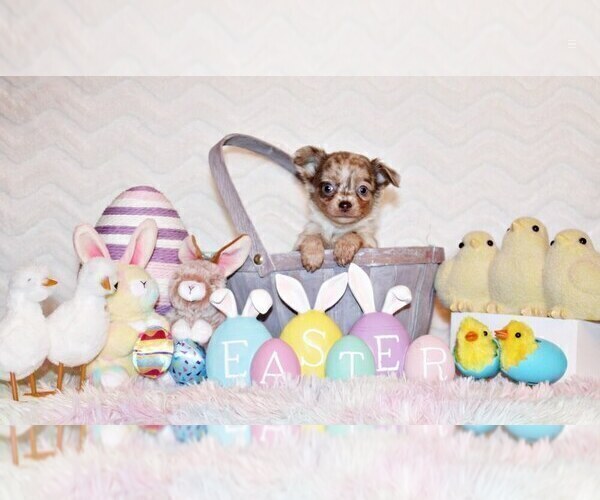 Medium Photo #15 Chihuahua Puppy For Sale in CHARLESTON, AR, USA