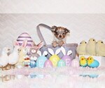 Small Photo #15 Chihuahua Puppy For Sale in CHARLESTON, AR, USA