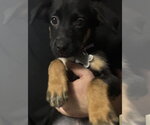 Small Mutt