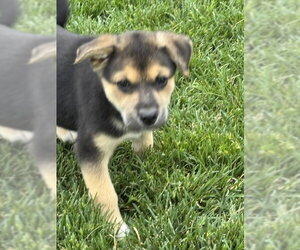 Chiranian Dogs for adoption in MIDWAY, UT, USA