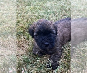 Soft Coated Wheaten Terrier Puppy for sale in AUBURN, CA, USA