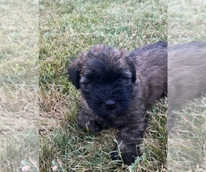 Medium Soft Coated Wheaten Terrier