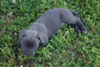 View Ad Cane Corso Litter Of Puppies For Sale Near Missouri