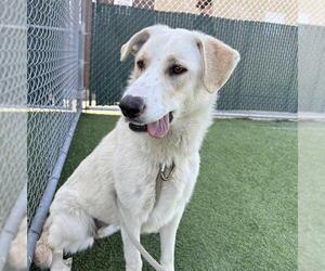 Labrador Retriever-Unknown Mix Dogs for adoption in Camarillo, CA, USA