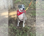 Small #1 American Staffordshire Terrier Mix