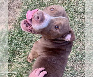 Mutt Dogs for adoption in Louisville, KY, USA