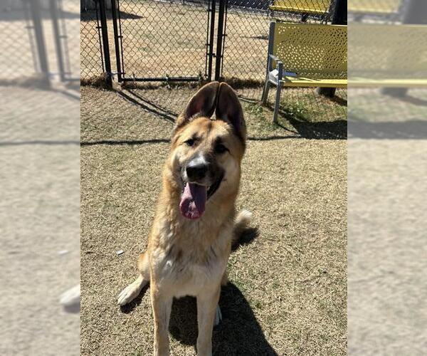 Medium Photo #2 Gerberian Shepsky Puppy For Sale in Temple, TX, USA
