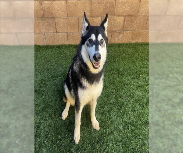 Medium Photo #2 Siberian Husky-Unknown Mix Puppy For Sale in Moreno Valley, CA, USA