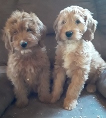 Goldendoodle (Miniature) Puppy for sale in CURTISS, WI, USA