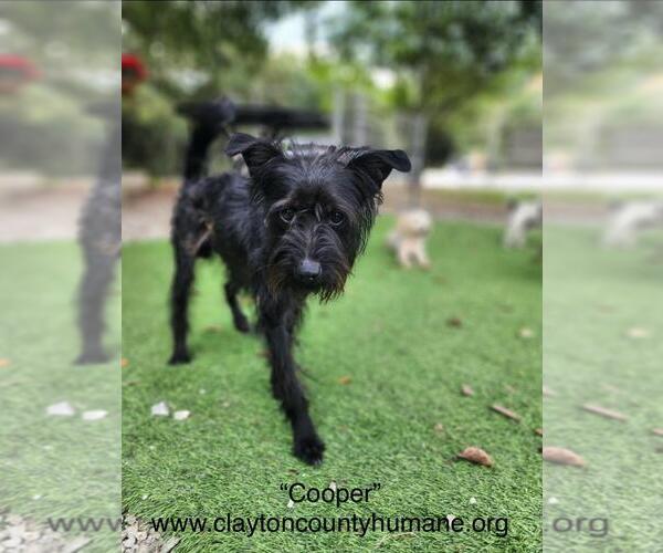 Medium Photo #1 Mutt Puppy For Sale in McDonough, GA, USA