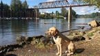 Small Photo #1 Labrador Retriever Puppy For Sale in WILSONVILLE, OR, USA