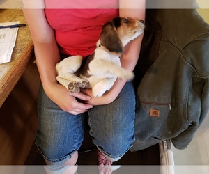 Beagle Puppy for sale in CENTRALIA, WA, USA