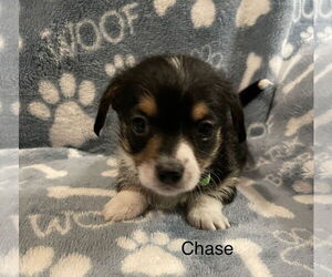 Mutt Dogs for adoption in Colorado Springs, CO, USA