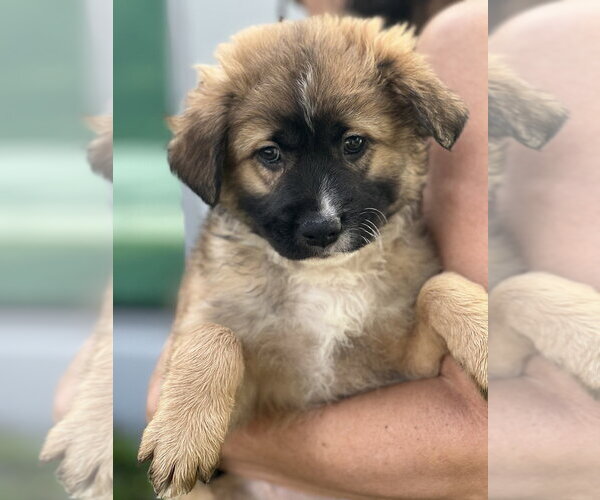 Medium Photo #7 Cocker Spaniel-Unknown Mix Puppy For Sale in Dana Point, CA, USA
