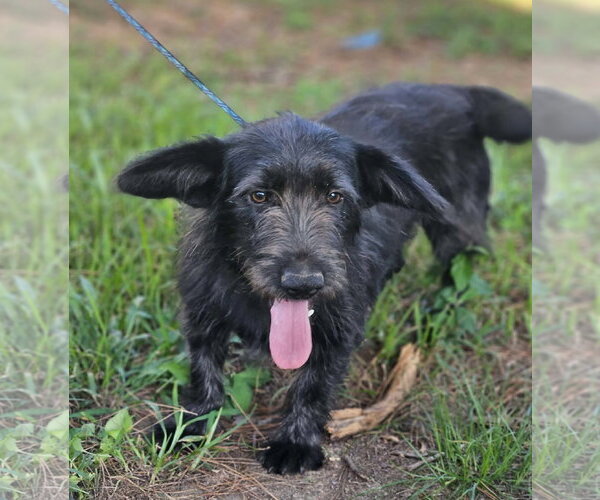Medium Photo #2 Mutt Puppy For Sale in Wakefield, RI, USA