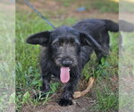 Small #1 Mutt