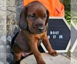 Small #1 Redbone Coonhound