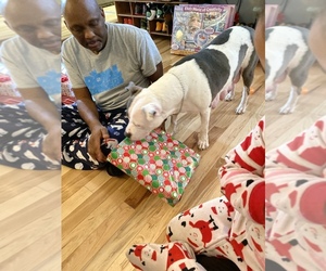 Mother of the American Pit Bull Terrier puppies born on 12/09/2019