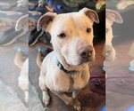 Small Photo #3 Staffordshire Bull Terrier Puppy For Sale in Maryville, TN, USA