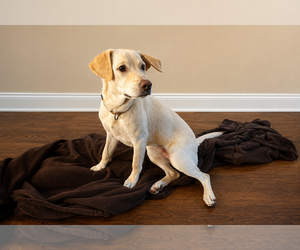 Lacey - Female Labrador Retriever-Unknown Mix Dog for Adoption - Photo #2