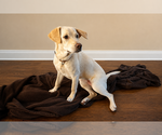 Small #1 Labrador Retriever Mix