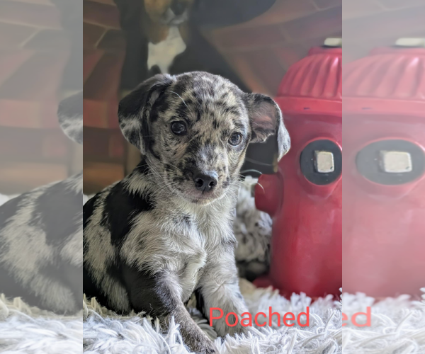 Medium Photo #1 Chihuahua-Unknown Mix Puppy For Sale in Fresno, CA, USA