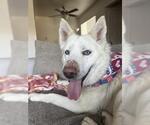 Small Siberian Husky