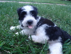 Puppy 1 Havanese