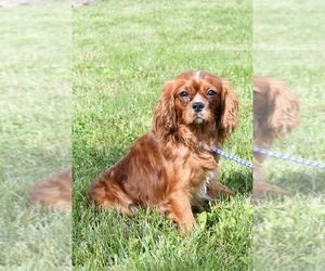 Father of the Cavalier King Charles Spaniel puppies born on 09/13/2022